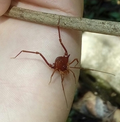 Krateromaspis dilatata