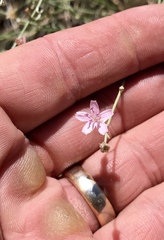 Stephanomeria pauciflora