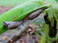 Cucullarion parkini