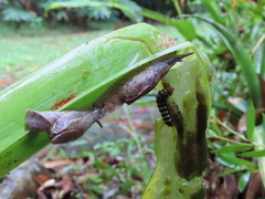 Cucullarion parkini