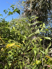 Caryota maxima