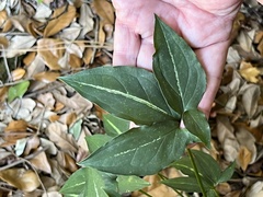 Syngonium angustatum