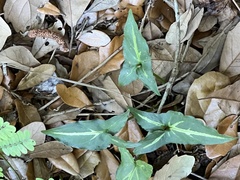 Syngonium angustatum