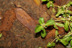Alternanthera nana