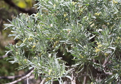 Tournefortia gnaphalodes image