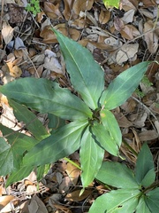 Syngonium angustatum
