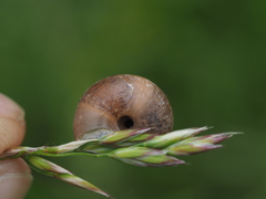 Euomphalia strigella
