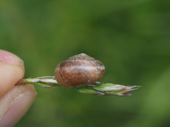 Euomphalia strigella