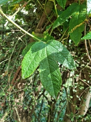 Passiflora pinnatistipula