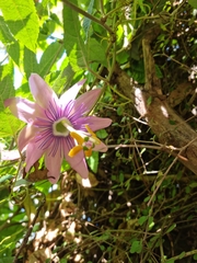 Passiflora pinnatistipula