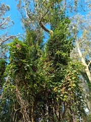 Passiflora pinnatistipula