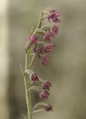 Epipactis atrorubens