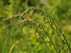Epipactis atrorubens