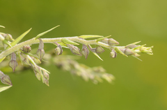 Epipactis atrorubens