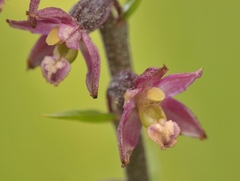 Epipactis atrorubens