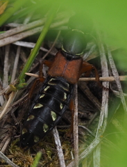Staphylinus caesareus
