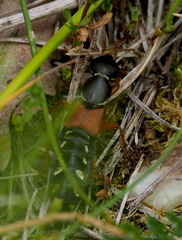 Staphylinus caesareus