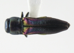 Agrilaxia arizonae