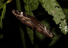 Erebus terminitincta