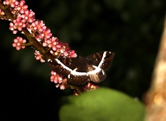 Erebus terminitincta