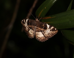 Erebus terminitincta