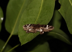 Erebus terminitincta
