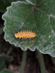 Henosepilachna argus