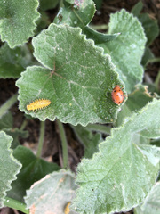 Henosepilachna argus