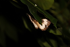 Erebus terminitincta