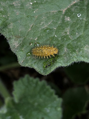 Henosepilachna argus