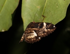 Erebus terminitincta