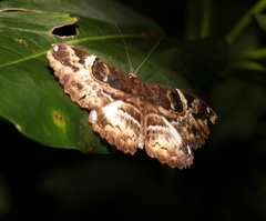 Erebus terminitincta