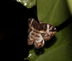 Erebus terminitincta