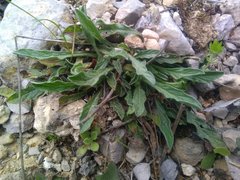 Convolvulus cantabrica