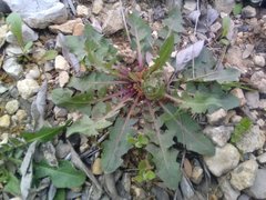 Crepis vesicaria taraxacifolia