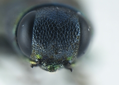 Agrilaxia arizonae