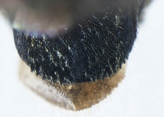 Agrilaxia arizonae