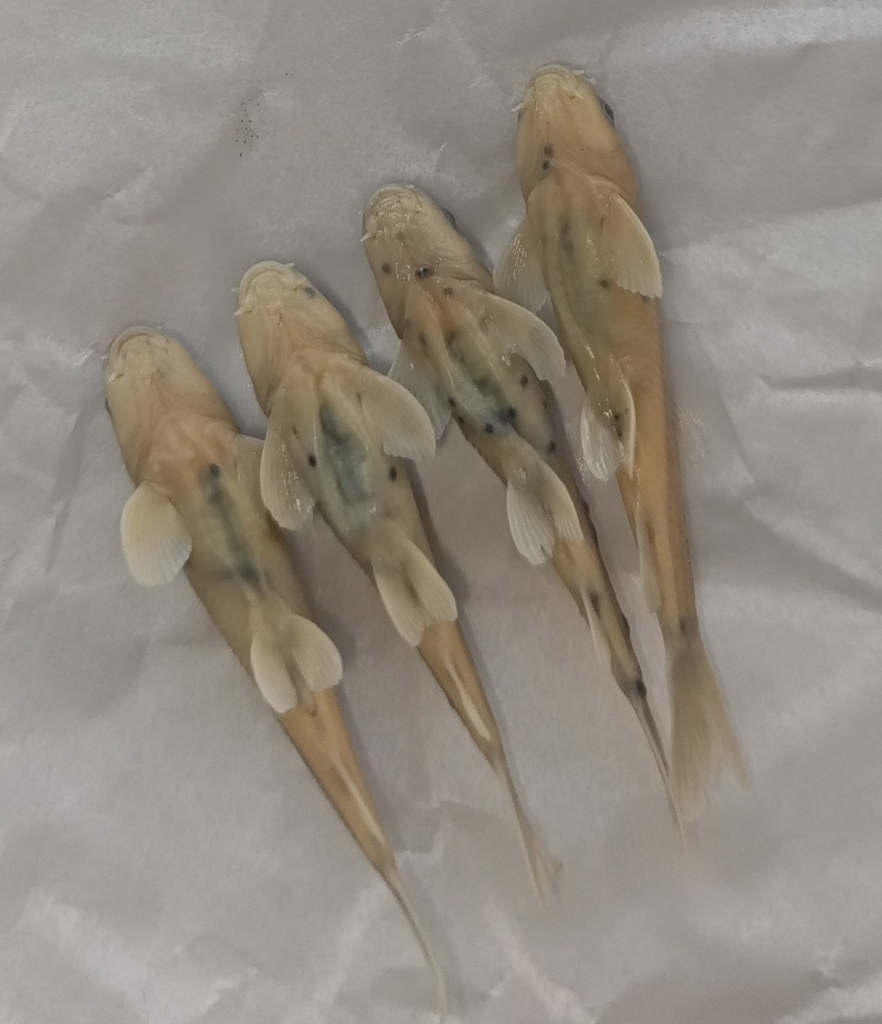 Dembecha garra (Garra dembecha) — Cyprinidae