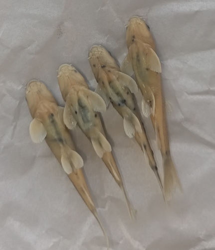 Dembecha garra (Garra dembecha) — Cyprinidae