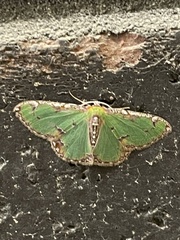 Eucyclodes buprestaria