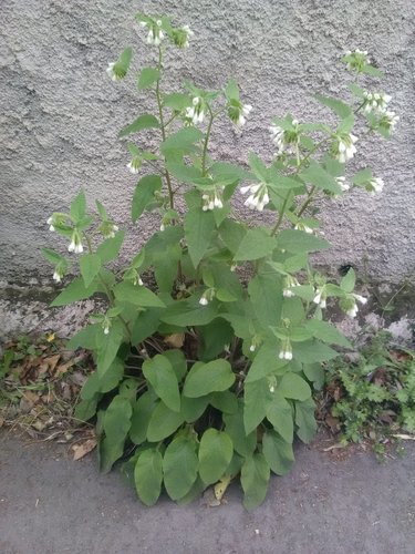 Soft Comfrey