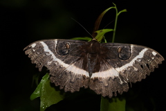 Erebus terminitincta