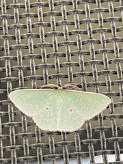 Chlorocoma cadmaria