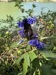 Salvia corrugata