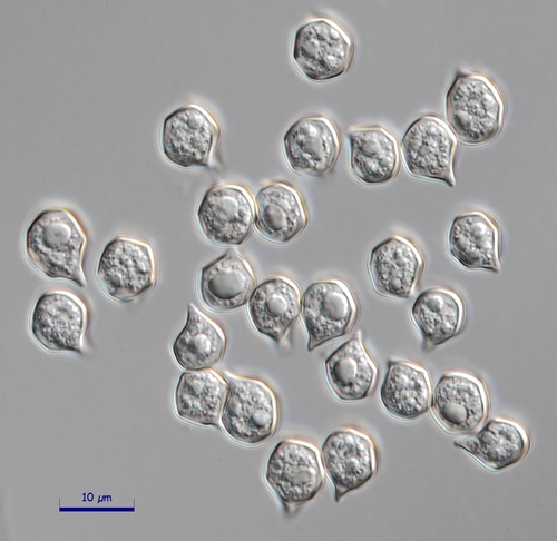 Pavasarinė gijabudė nuotrauka