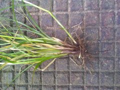 Carex muricata pairae