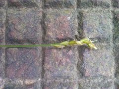 Carex muricata pairae