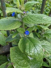 Pentaglottis sempervirens