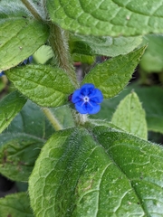 Pentaglottis sempervirens