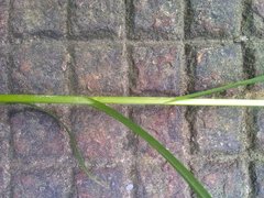 Carex muricata pairae